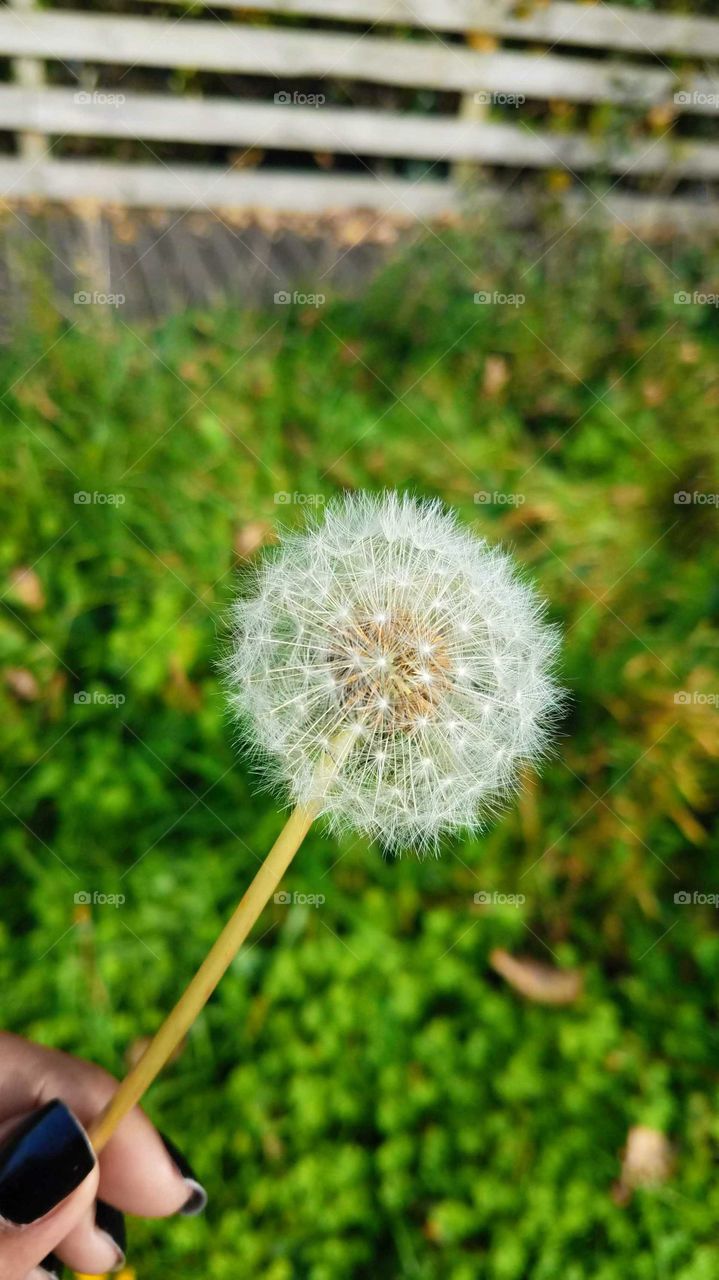 Hand holding dandelion flower