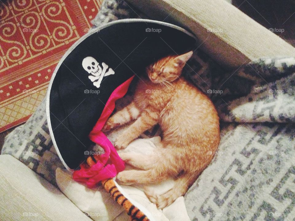 cute red kitten sleeping in pirate hat