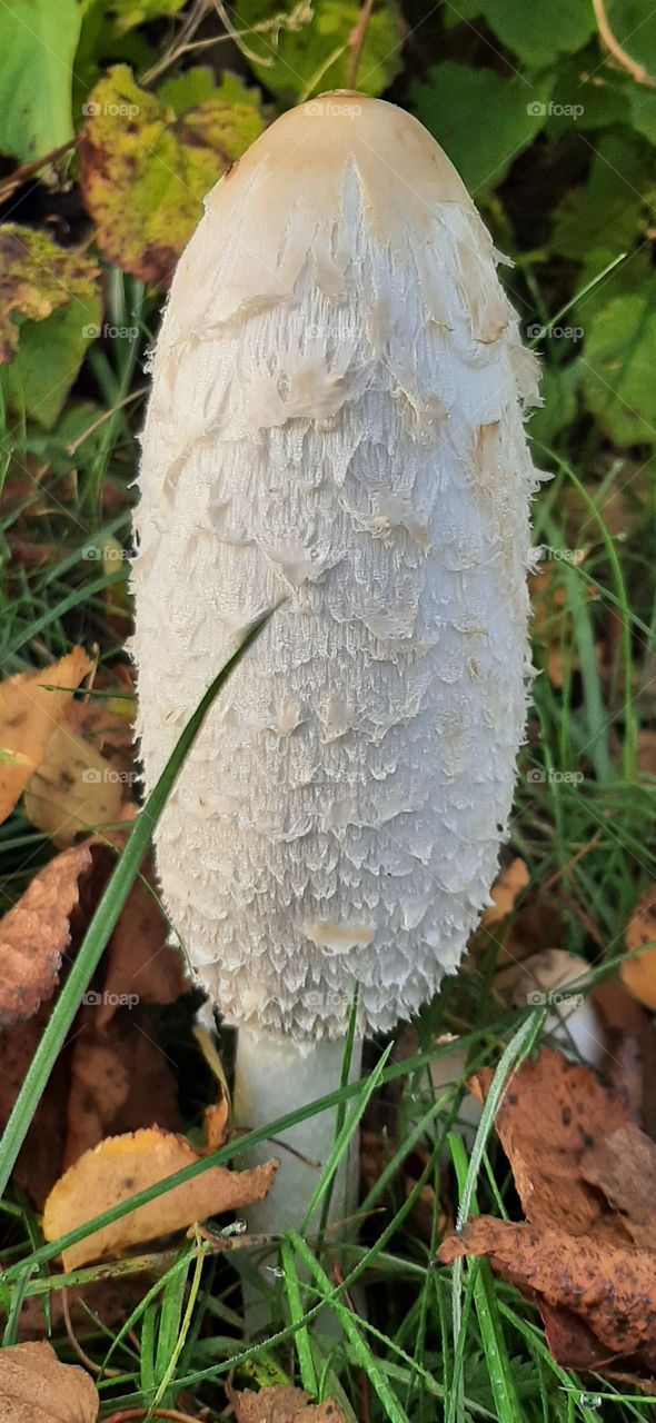 Nice white mushroom in grass