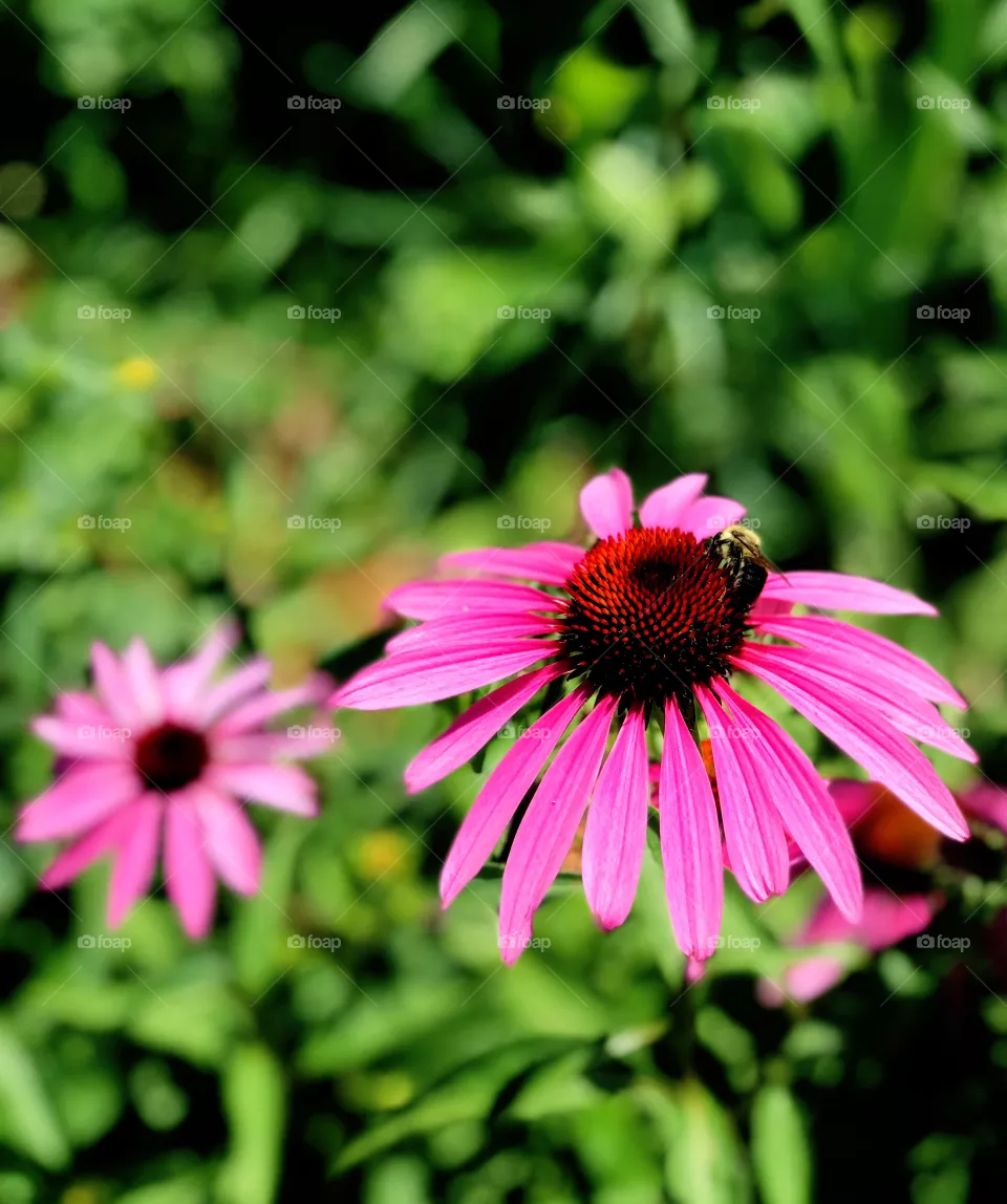 Bumble Bee