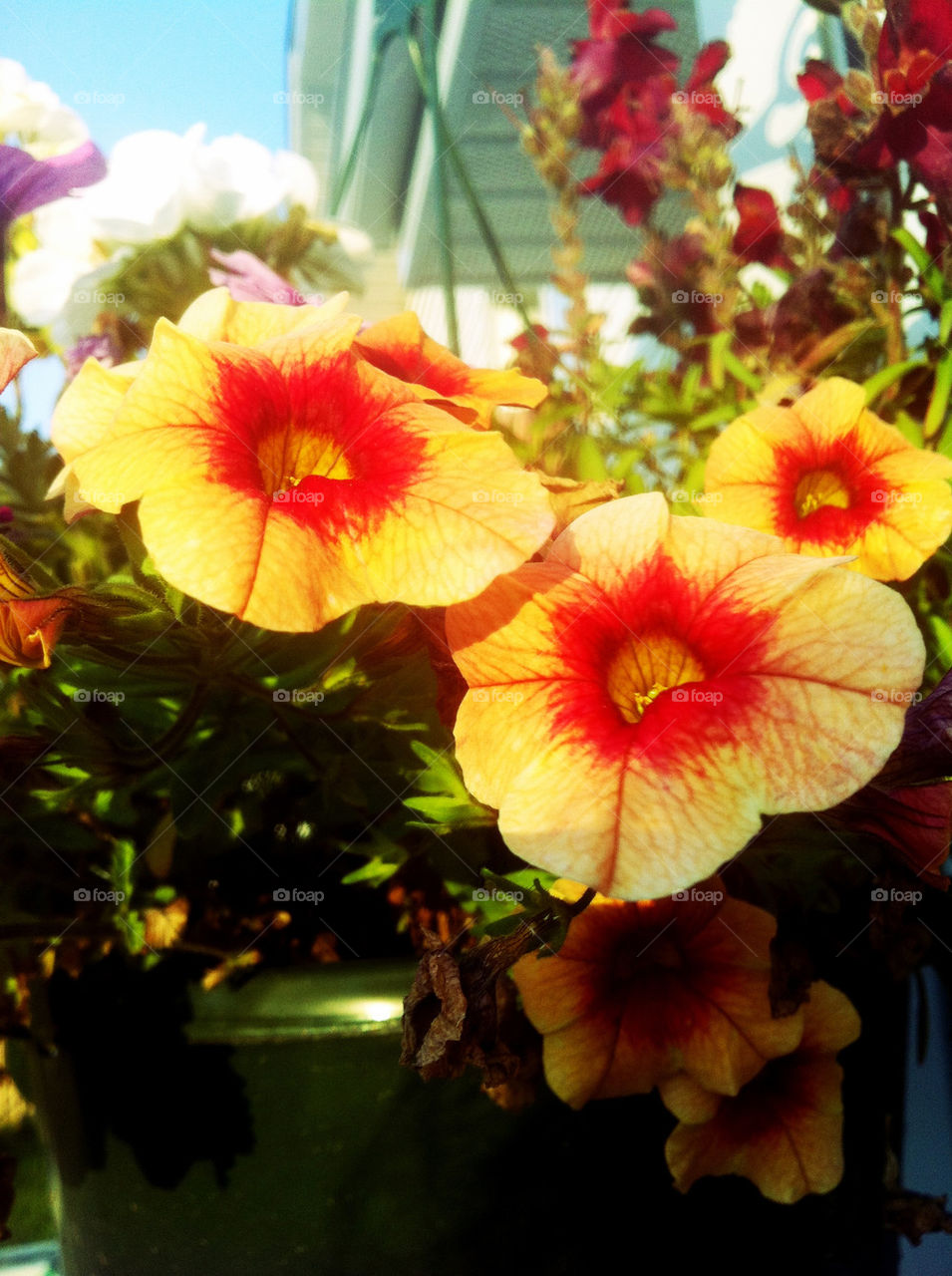 flowers yellow nature red by be-you-tiful