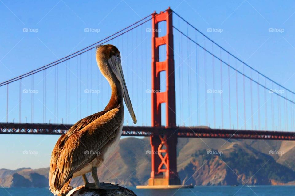 Golden Gate Bridge