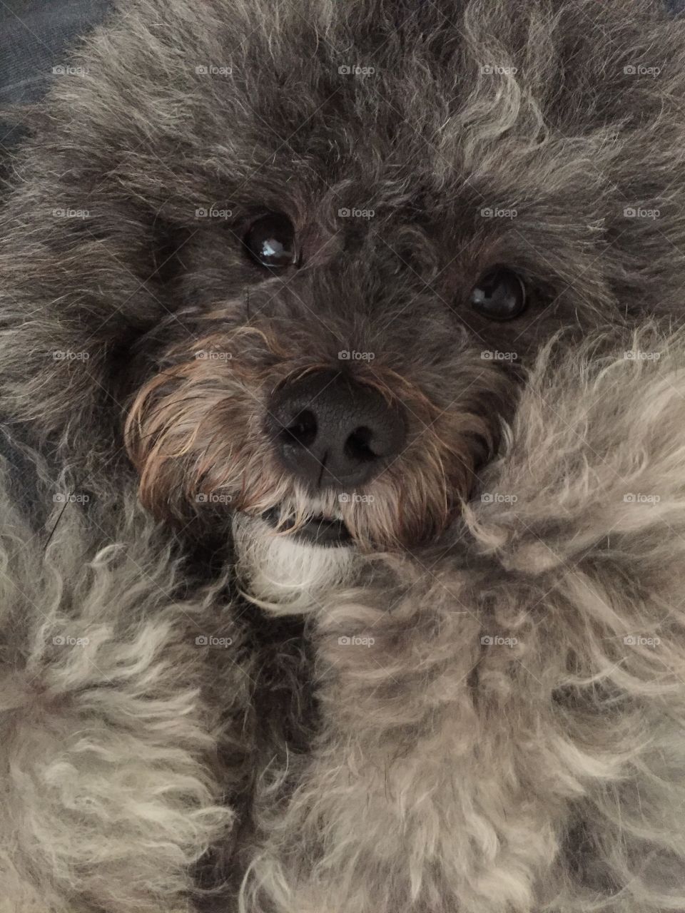 Ewok Izzy