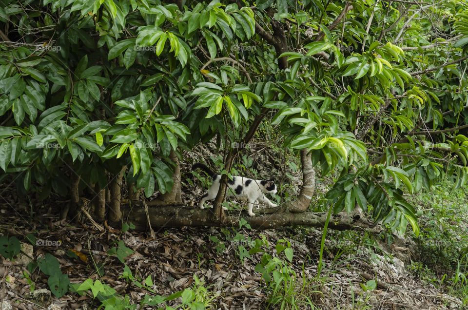 Cat On Soursop Tree