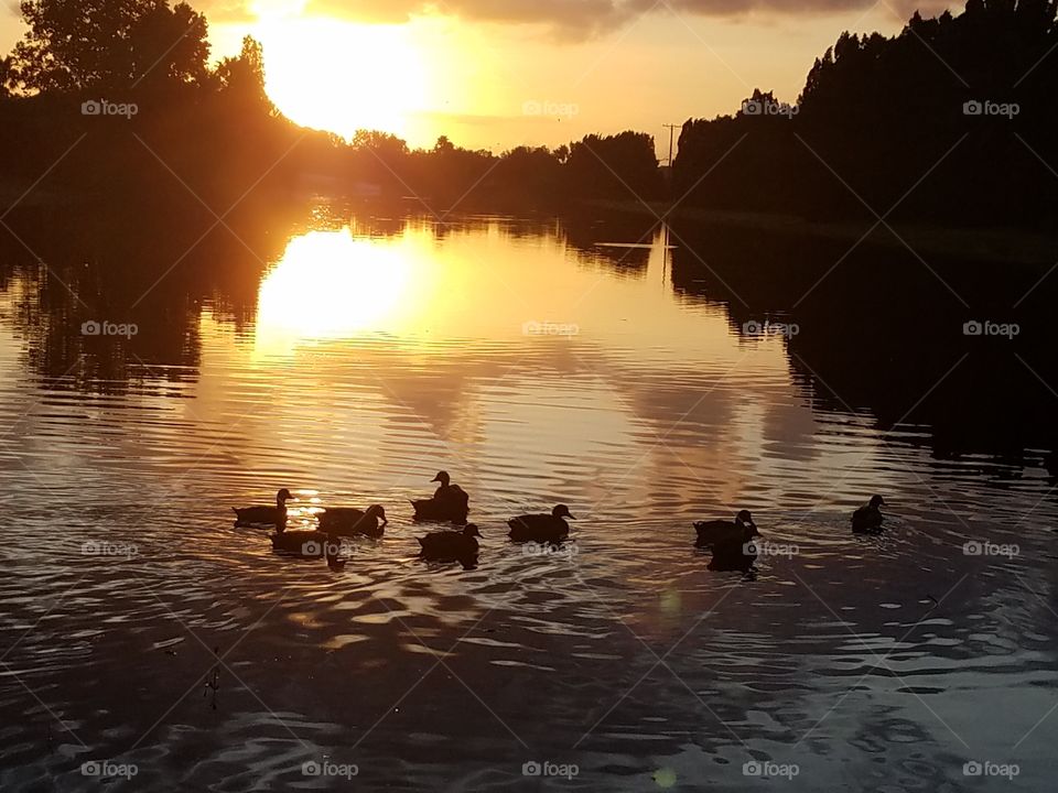 Ducks at sunrise.