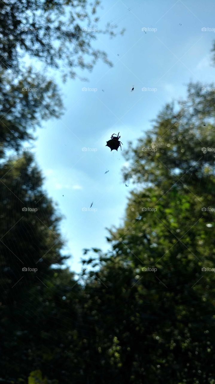 Spider in the Trees With the Sun Breaking Through