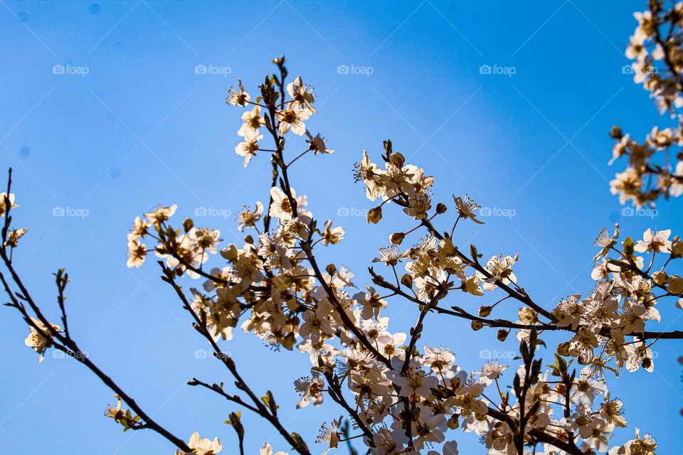 Spring blooming tree