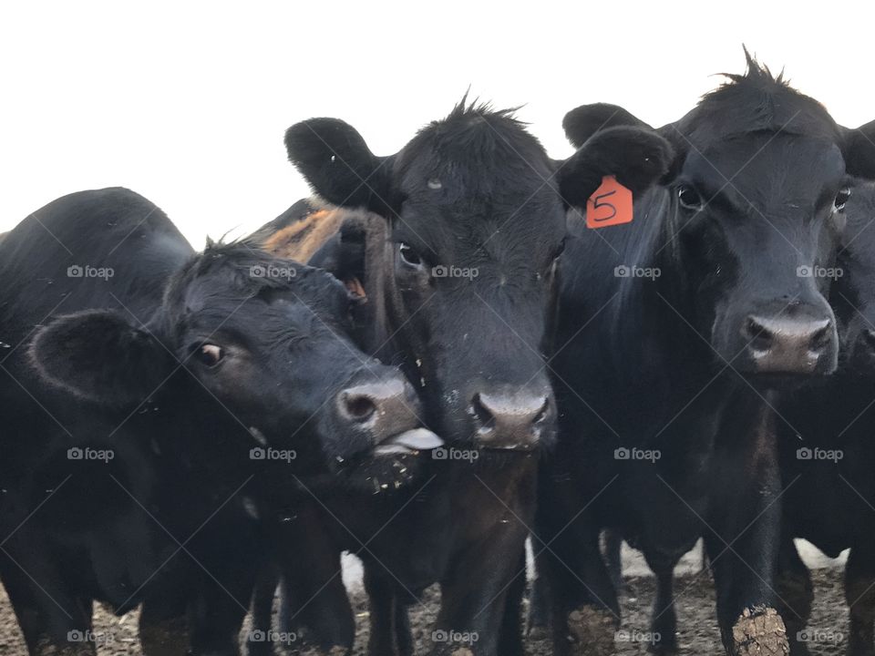 Funny cattle