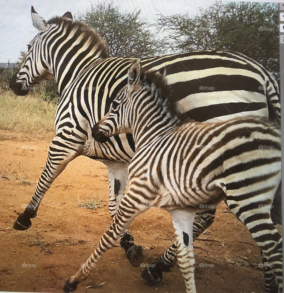 Zebras