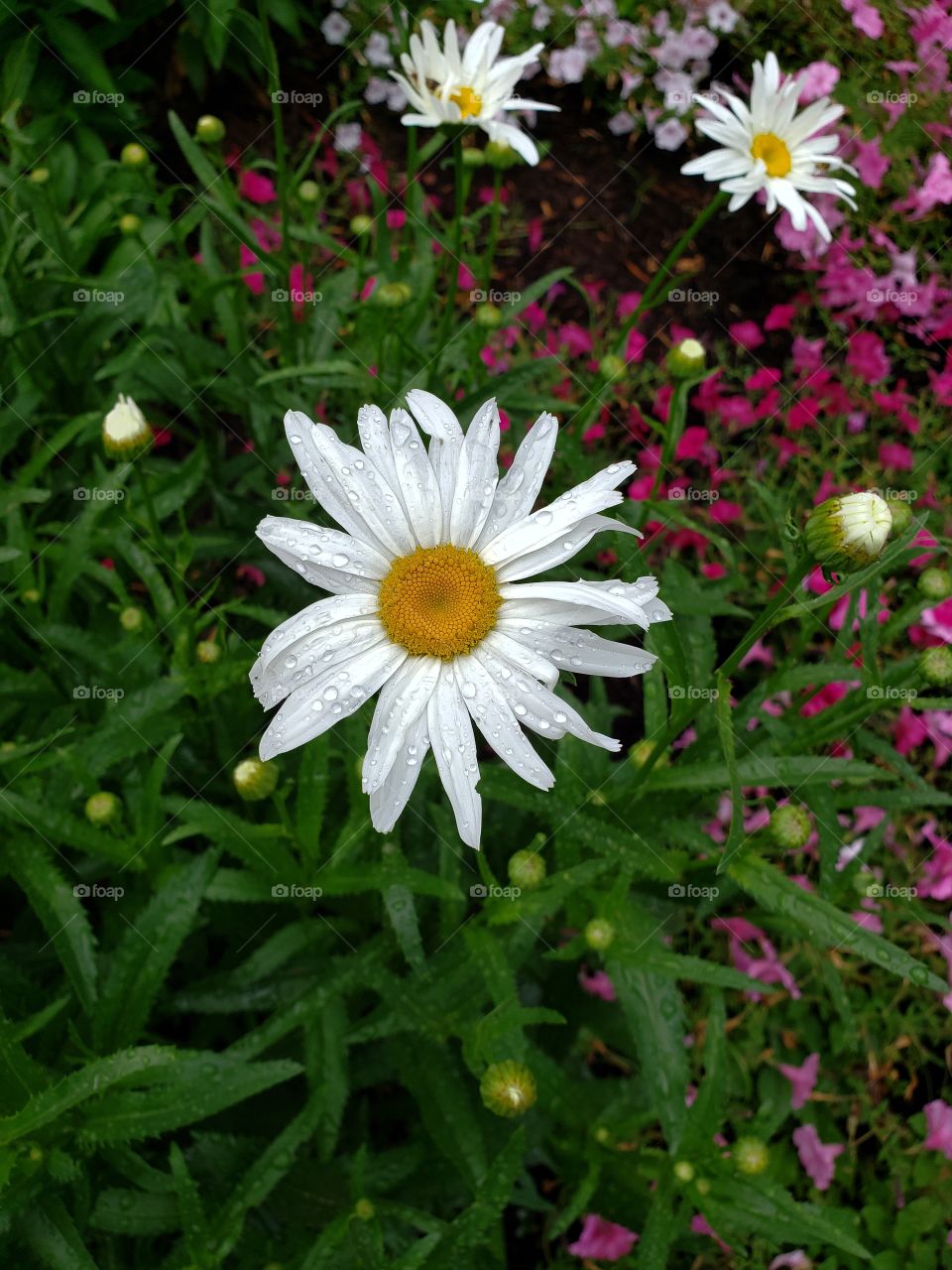 Daisy in the rain
