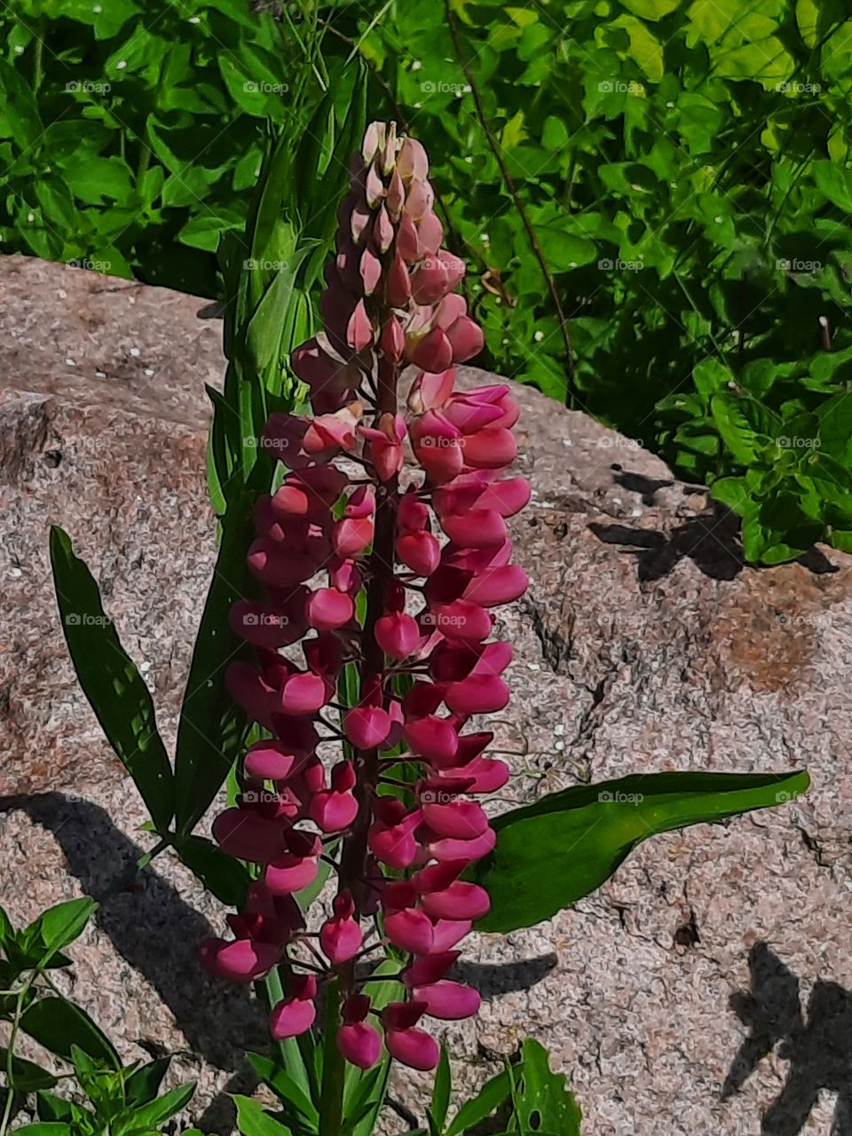 pink lupin in sunshine