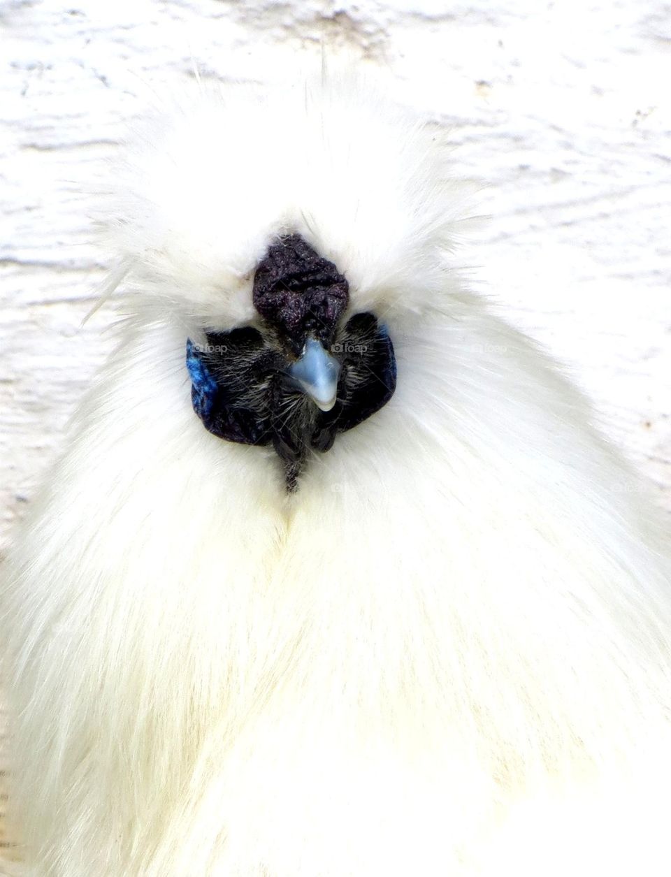 white hen