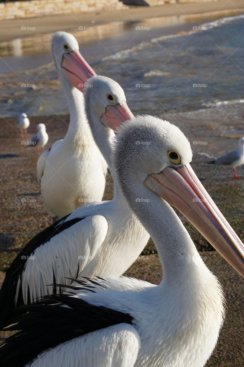 Close-up of white pelican