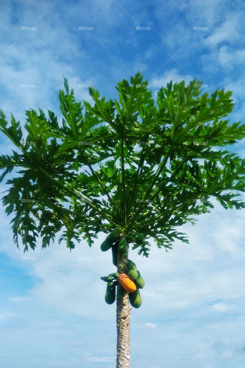 Papaya is ripe on the tree with blue sky background