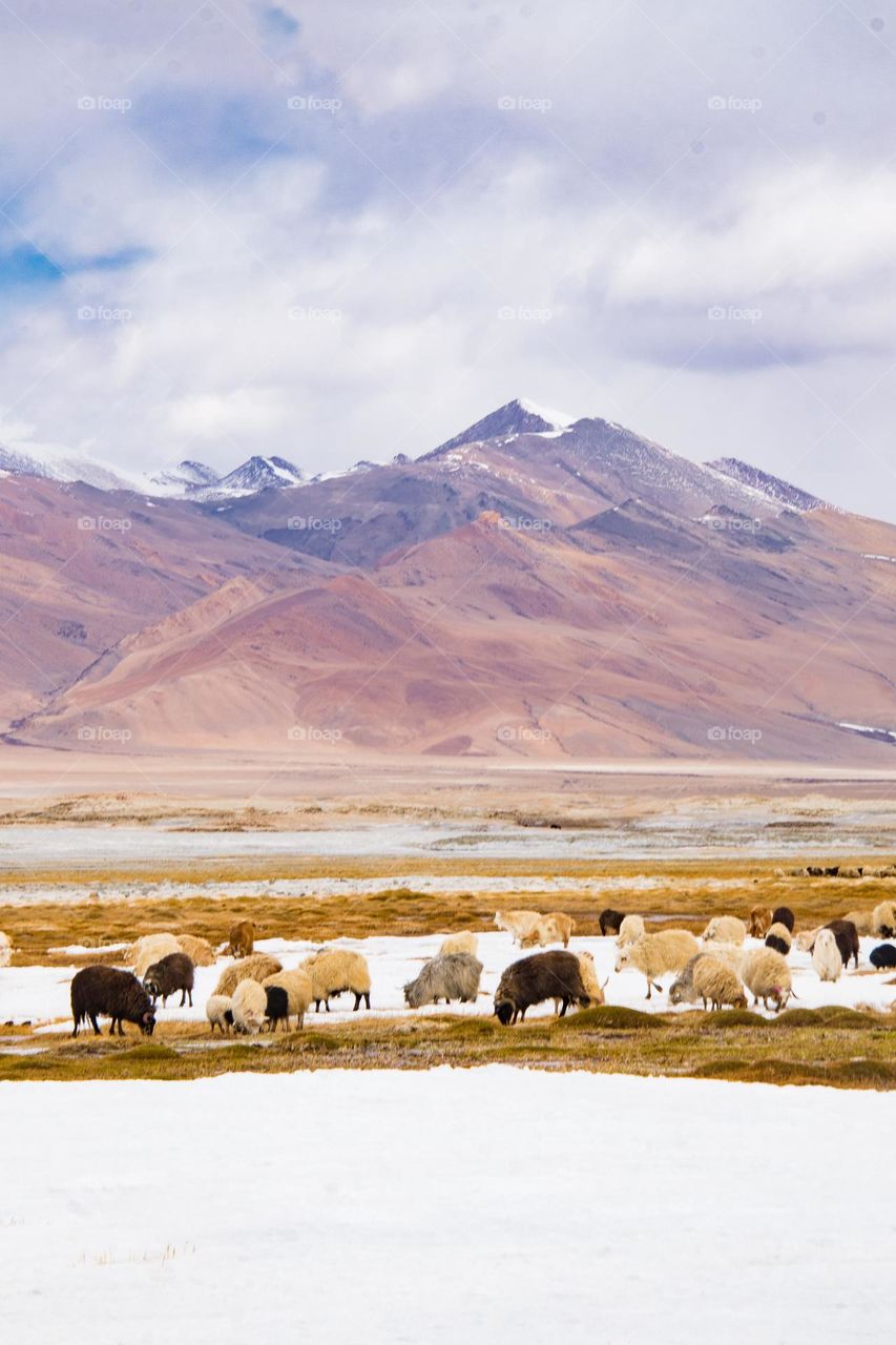 sheep on the frozen lake