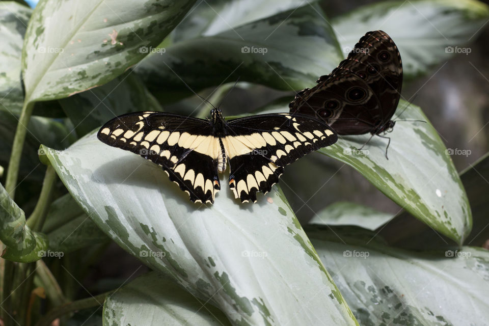 Two butterflies