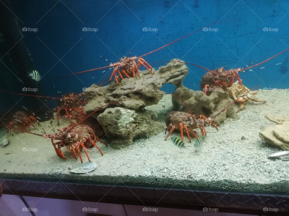 Great tank full of lobsters, beautiful creatures i would never be able to eat them now im too attached.