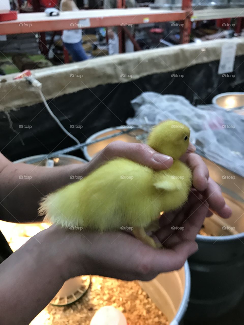 Baby chicken hands