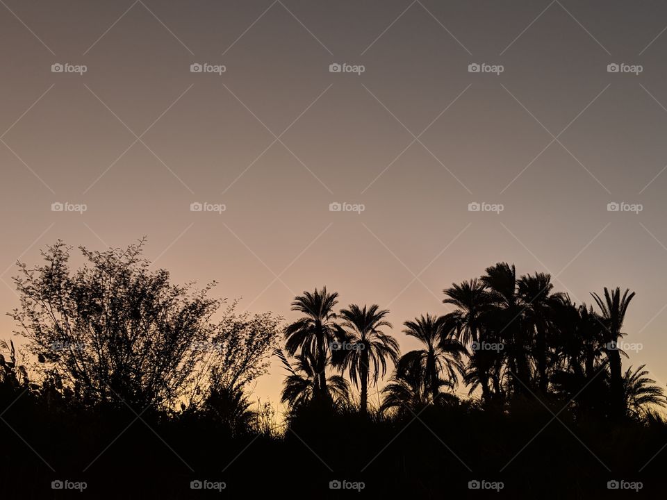 Sunset behind the palms of southern Egypt