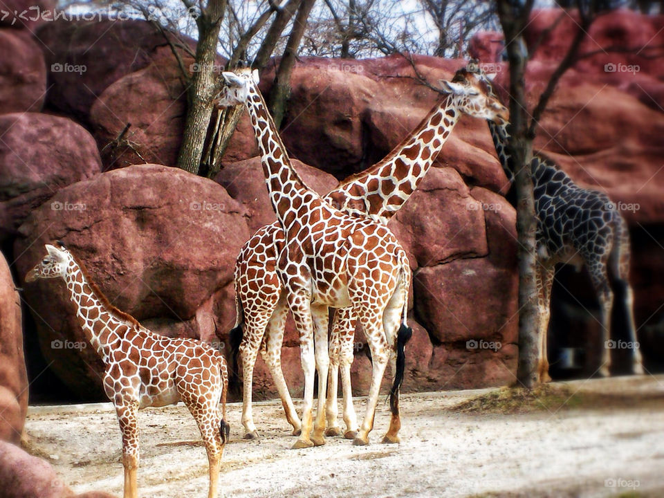 Giraffe Family at the St Louis Zoo