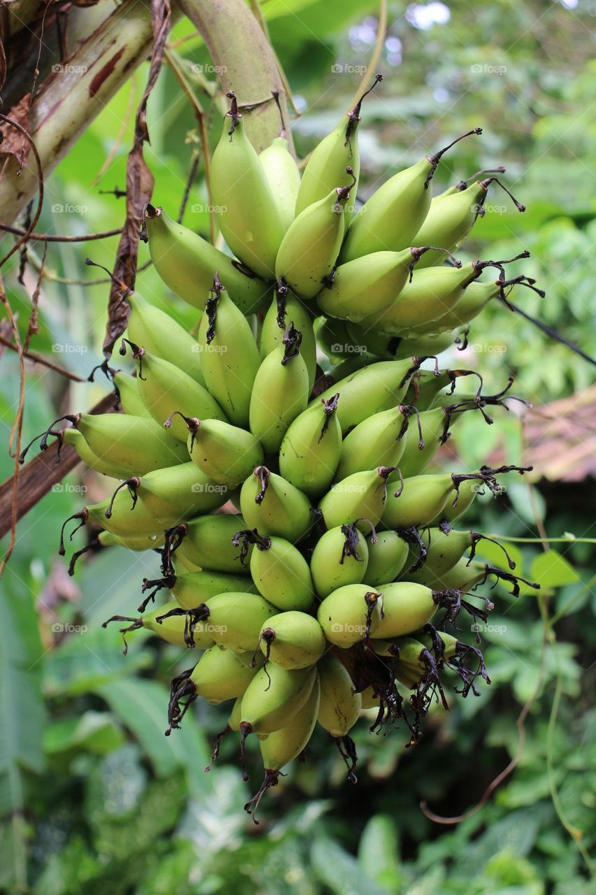 Banana fruit