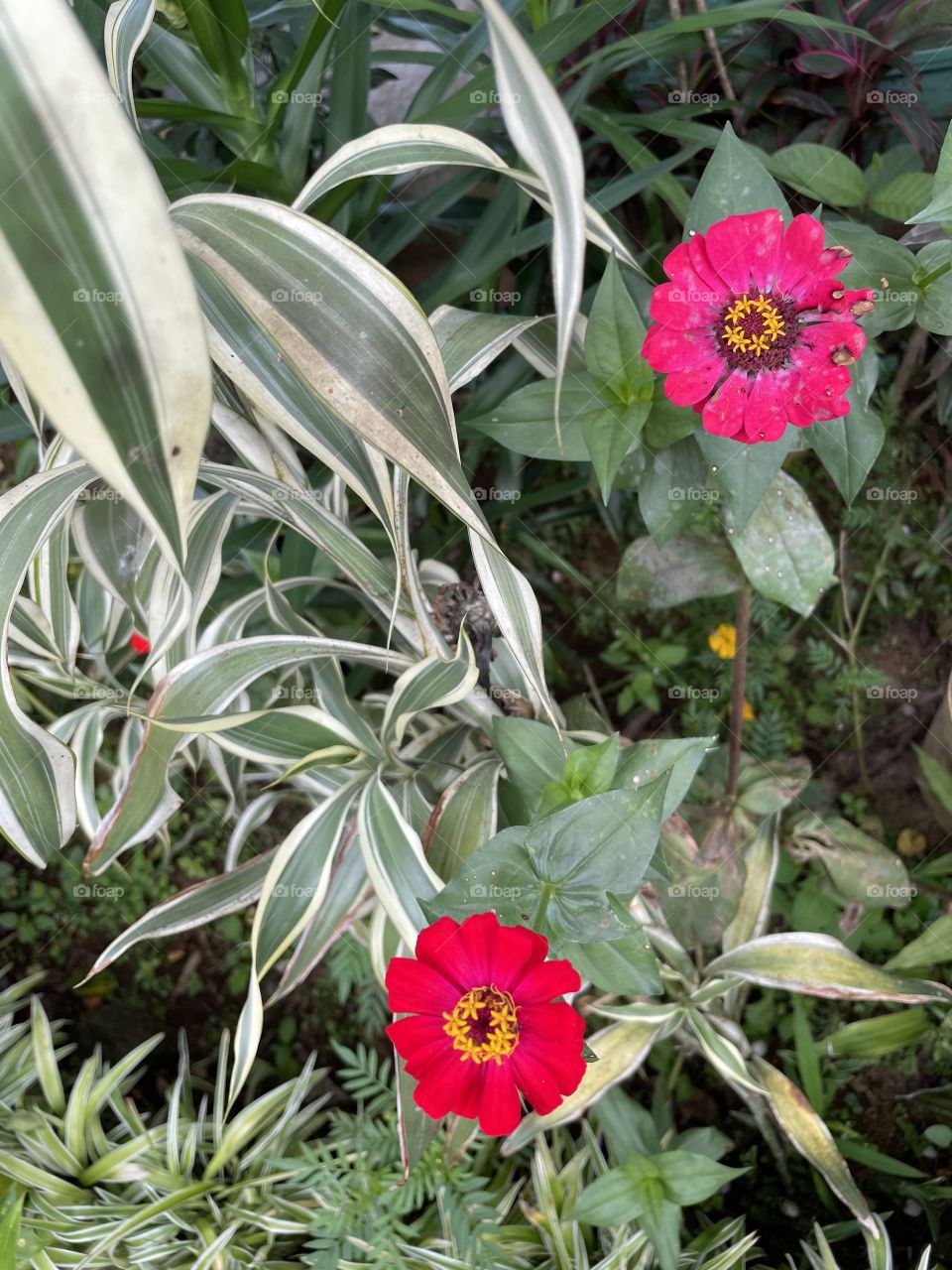 Red and pink flower and the decorative plants 