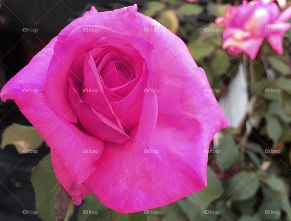 Magenta Rose.