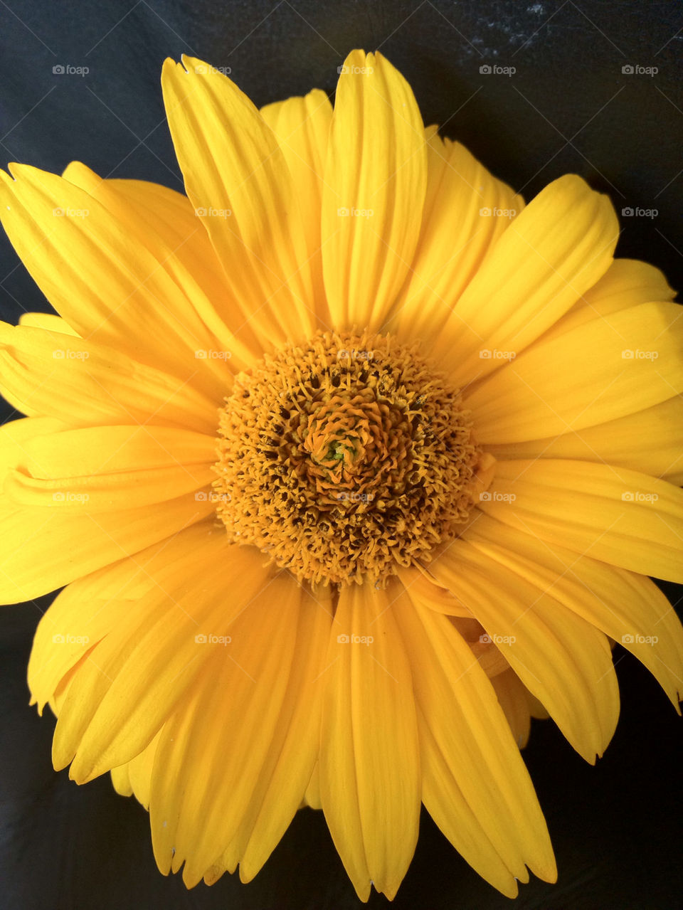 yellow flower united kingdom sun by djethwaa