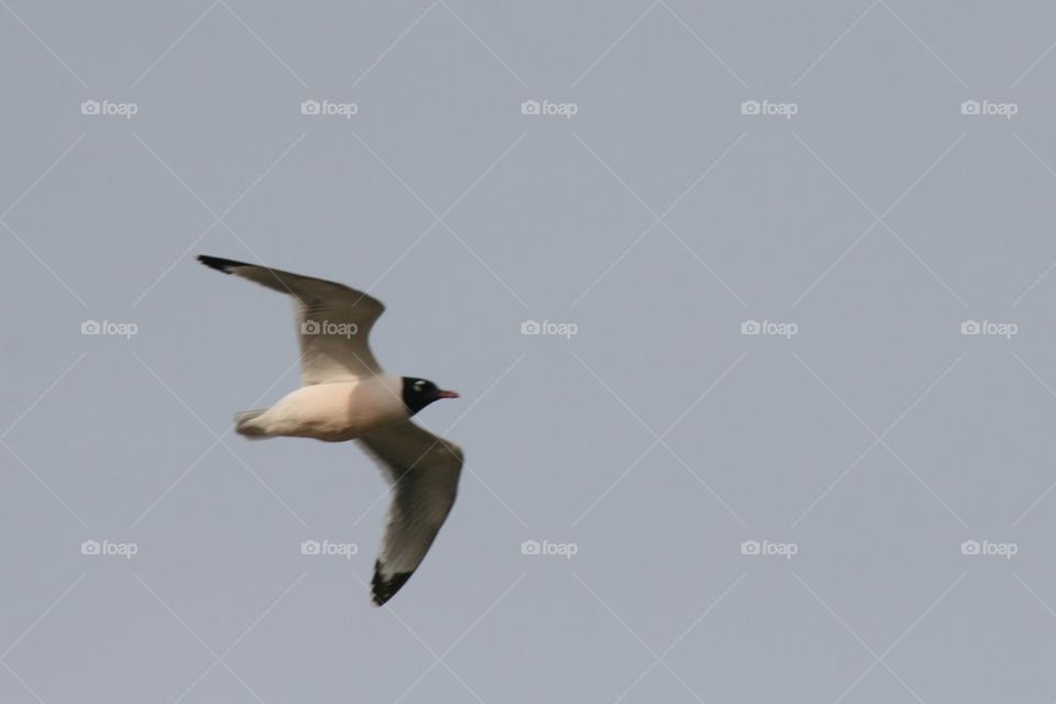 Seagull in flight