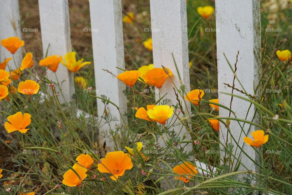 California Poppies Blooming Near A White Picket Fence