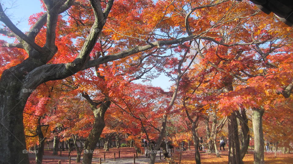 View of autumn trees at public park