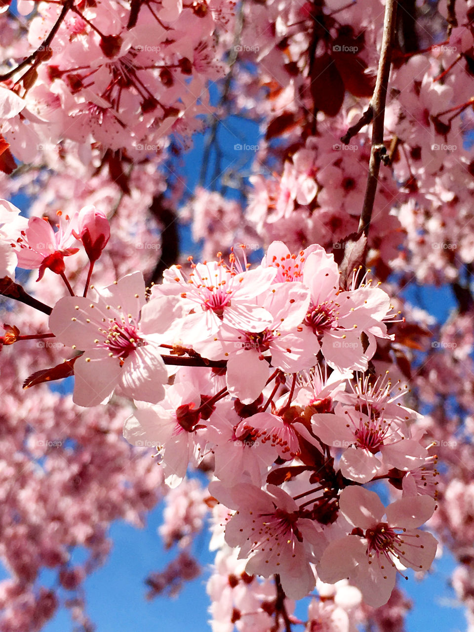 Spring blossoms