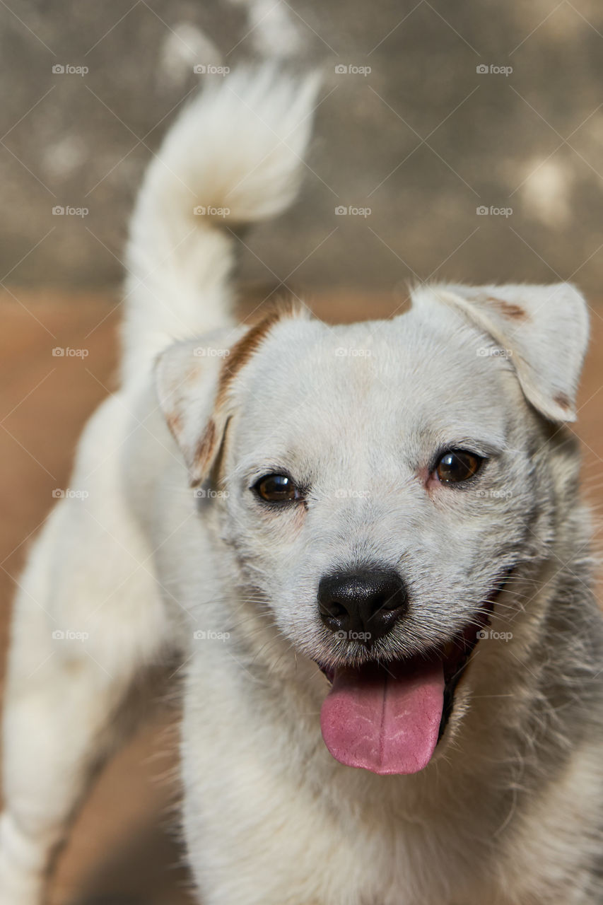 Close-up of white dog