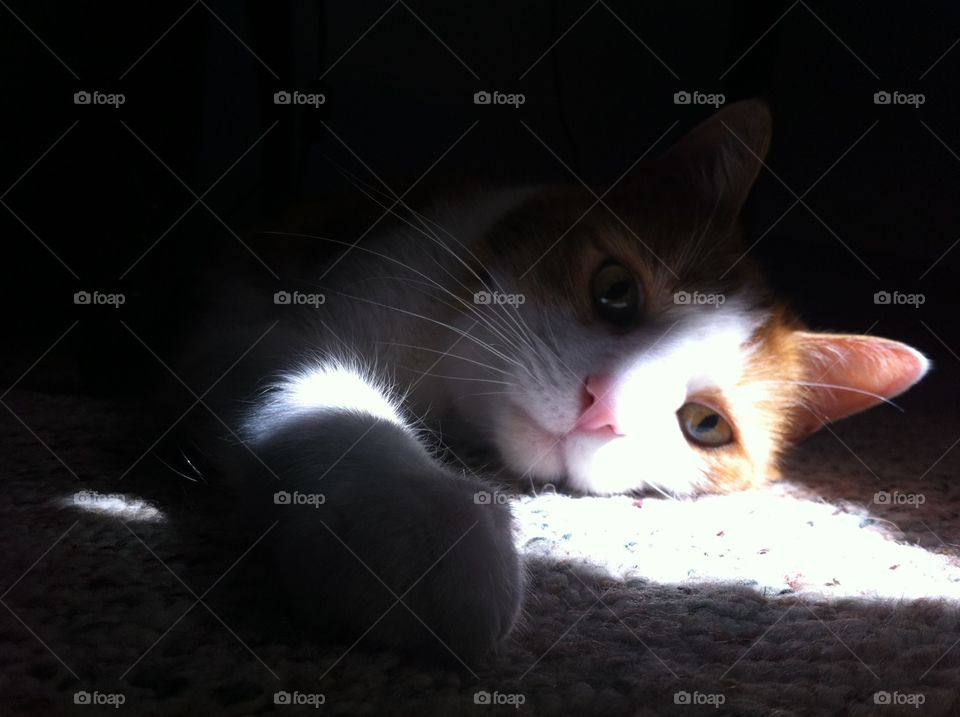 Gus in Light and Dark. My cat Gus looking very dramatic. 