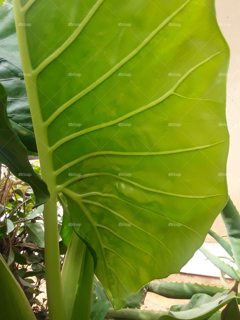 A summer plant that is very manageable and like the sunlight.