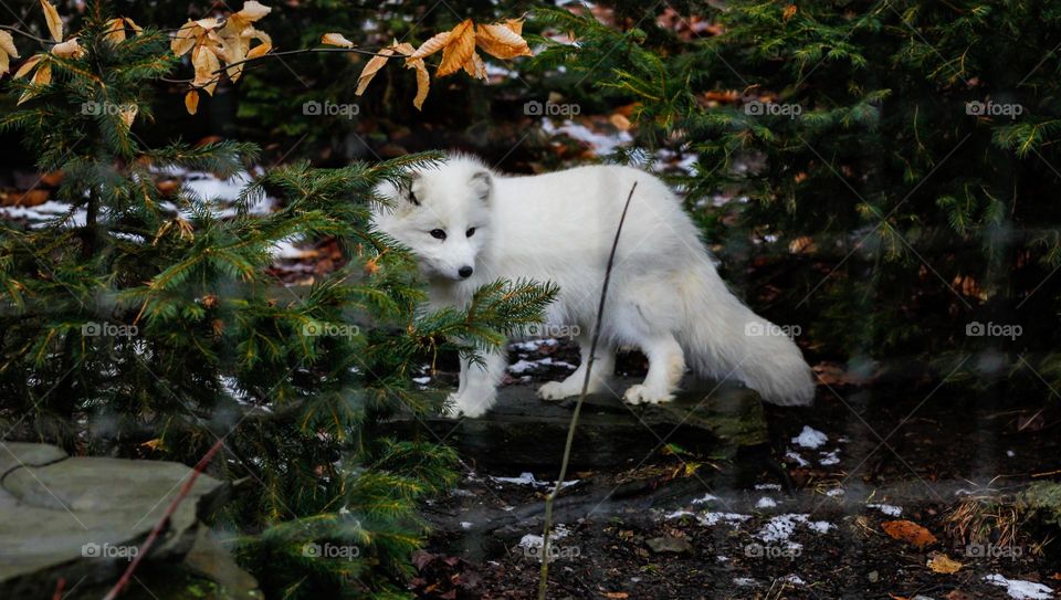 Snow fox in a wildlife sanctuary in upstate New York 