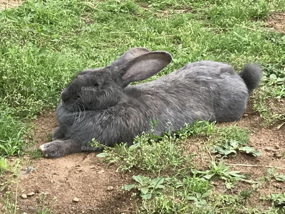 Gray bunny 