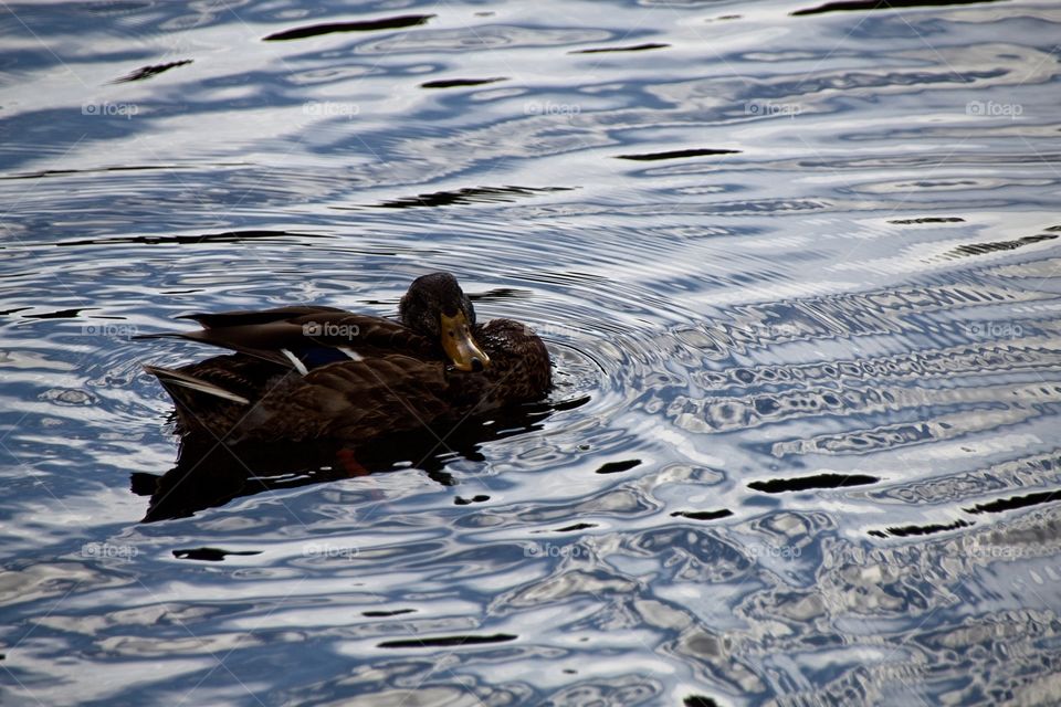 duck on the water