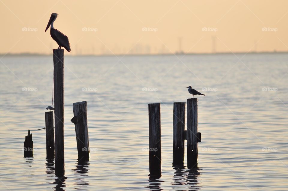 Bird, Water, Sunset, Dawn, Reflection
