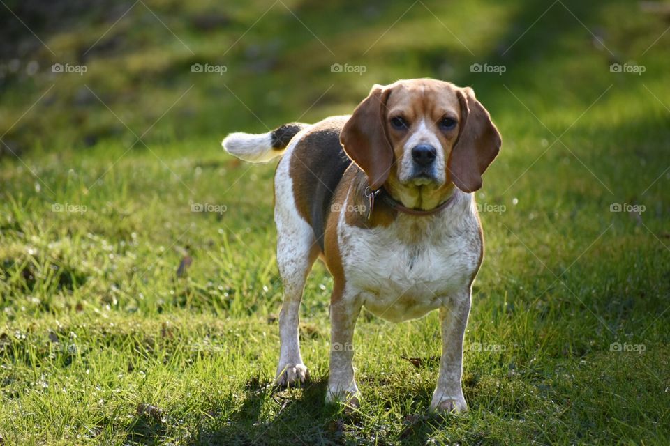ginger the beautiful beagle puppy whos going to be three in september 