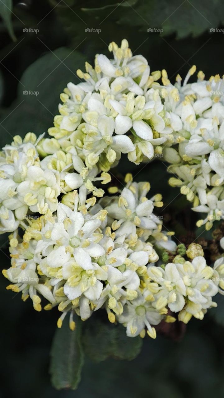 Macro photo of green grass growing in the garden