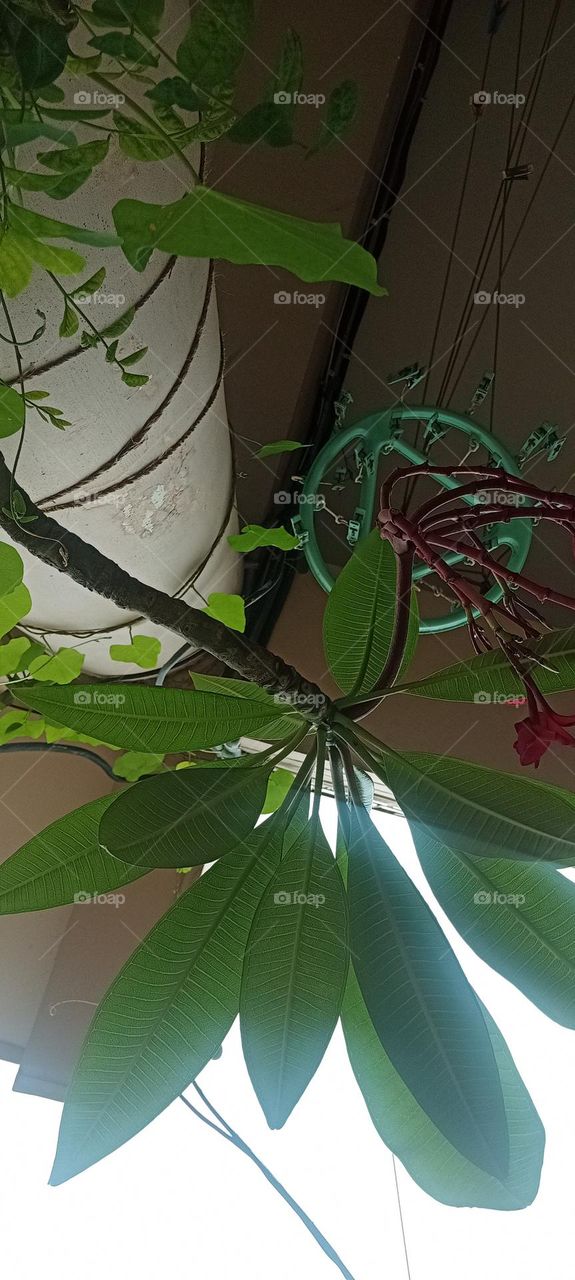 climb and grow on a thin row