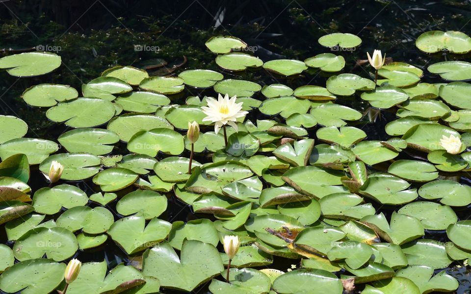 Lily pads at San Antonio Botanical Garden