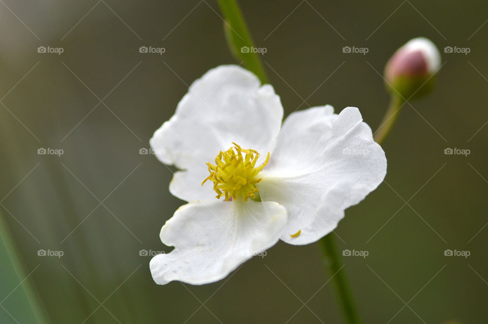 Colots of Spring