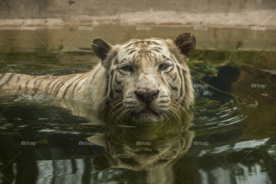 white tiger