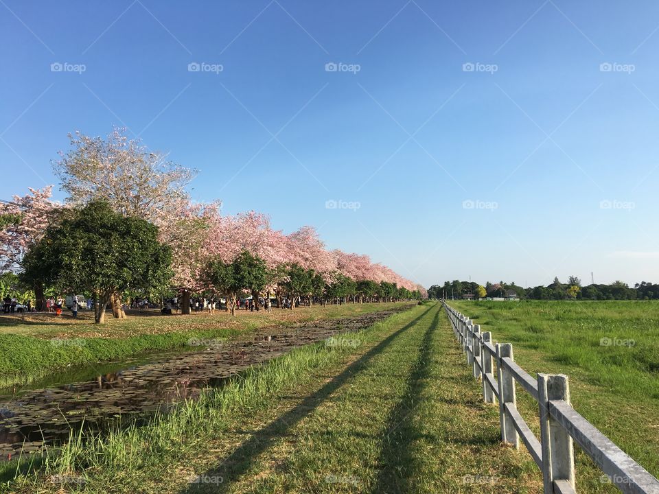 Tree, Landscape, No Person, Outdoors, Nature