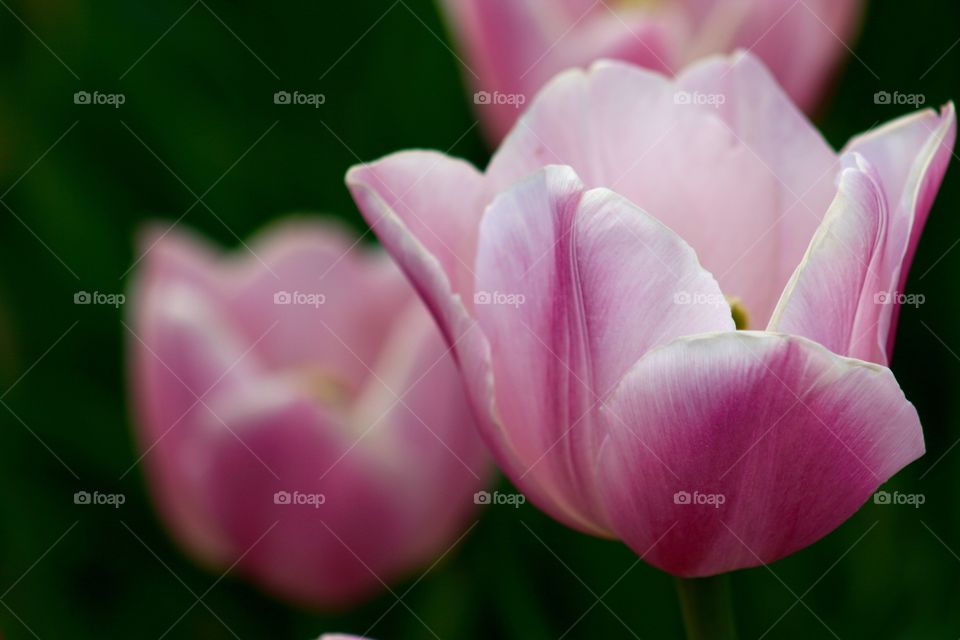 Close-up of pink tulip flower