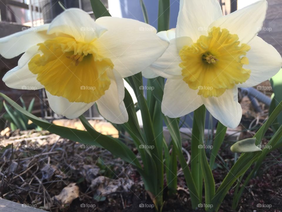 Flower, Daffodil, Nature, Narcissus, Flora