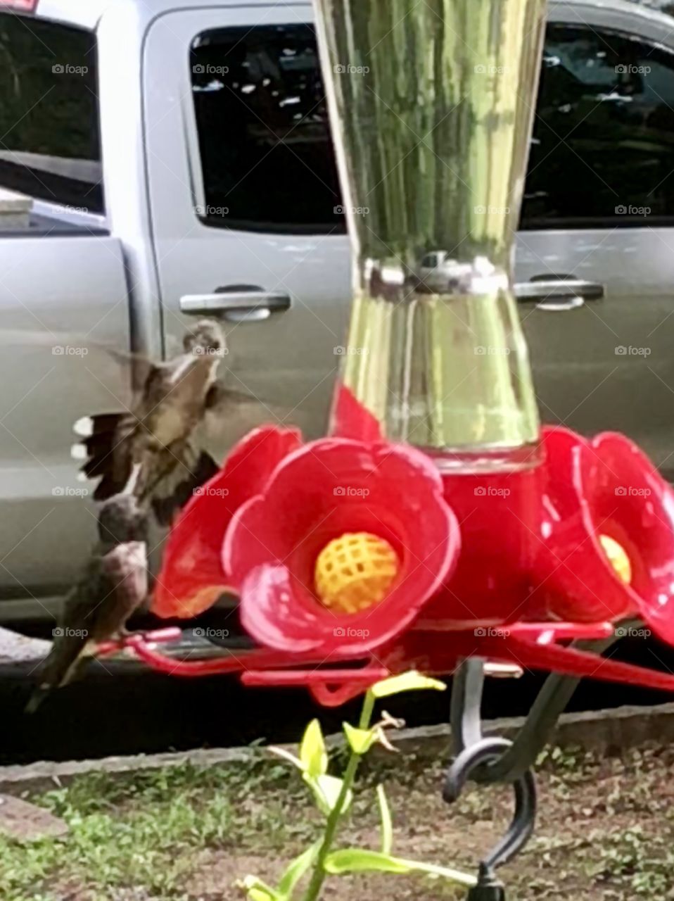 Anna’s hummingbirds jockey for position at a sugar-water feeding platform; the male protests the female’s approach.