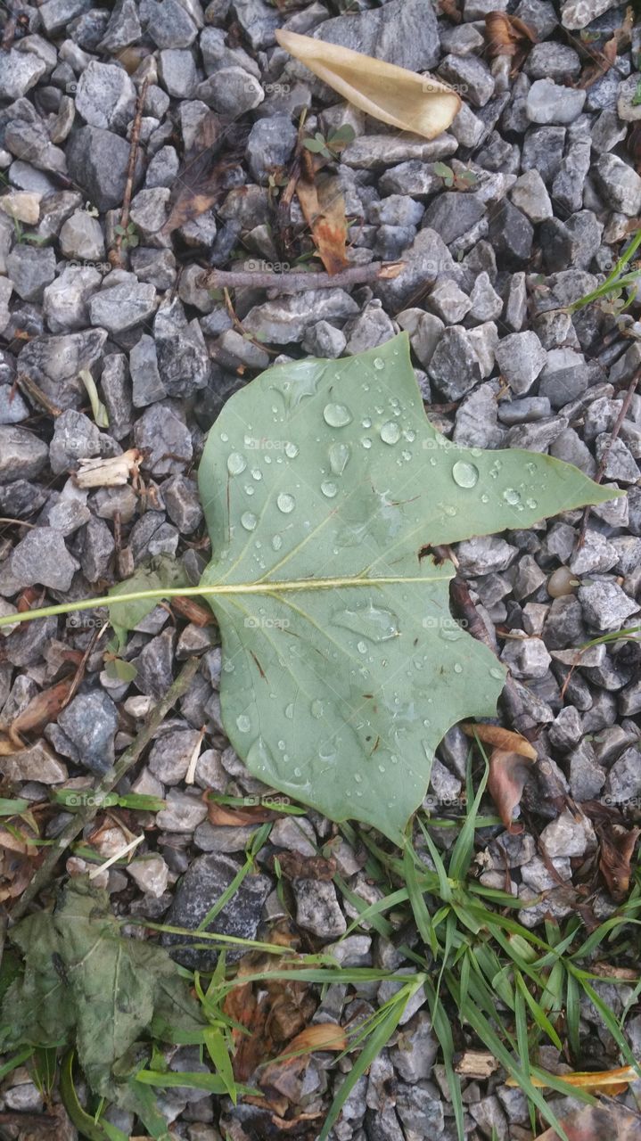 Raindrops on a fallen leaf